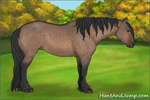 Horse Color:Brown Dun 