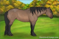 Horse Color:Brown Dun 