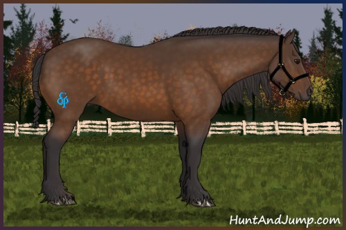 Horse Color:Buckskin 