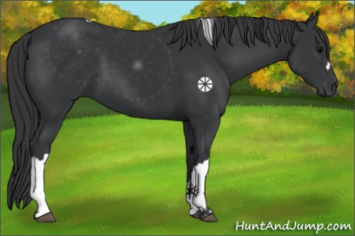 Horse Color:Black 