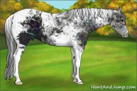 Horse Color:Midnight Black Tobiano 