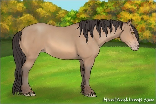 Horse Color:Amber Champagne 