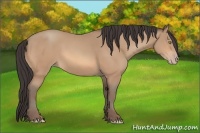 Horse Color:Amber Champagne 