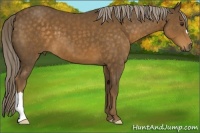 Horse Color:Chocolate Palomino 