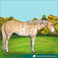 Horse Color:Palomino Dun Sabino Rabicano 