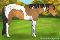 Horse Color:Buckskin Tobiano