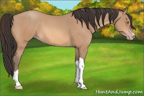 Horse Color:Amber Champagne 