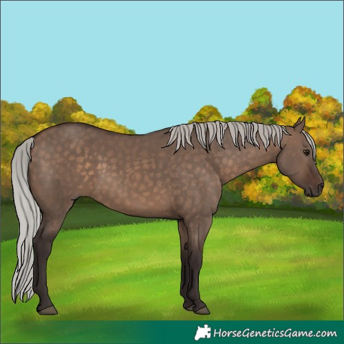 Horse Color:Silver Brown Dun 