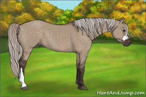 Horse Color:Silver Brown Dun 