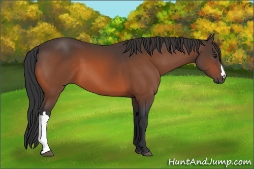 Horse Color:Brown 
