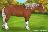 Horse Color:Silver Buckskin 