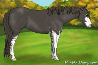 Horse Color:Smoky Black Sabino 