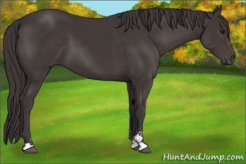 Horse Color:Smoky Black Sabino