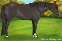 Horse Color:Smoky Black Sabino