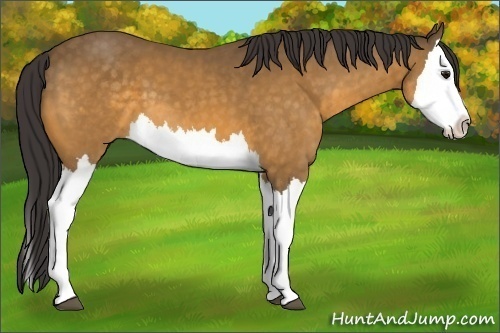 Horse Color:Buckskin Splash