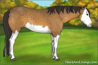 Horse Color:Buckskin Splash 