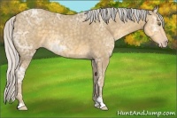 Horse Color:Silver Classic Cream Champagne Ice Sabino 