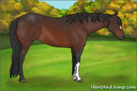Horse Color:Brown 