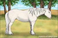 Horse Color:Cremello Dun Tobiano 