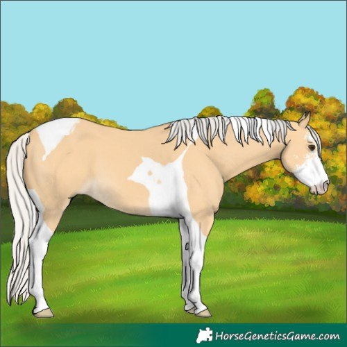 Horse Color:Silver Buckskin Sabino Tobiano 