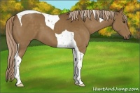 Horse Color:Chocolate Palomino Tobiano 