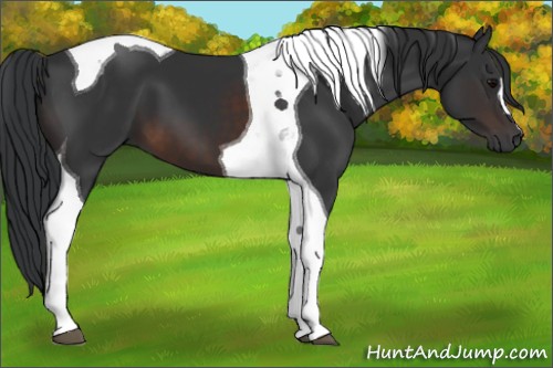 Horse Color:Brown Tobiano