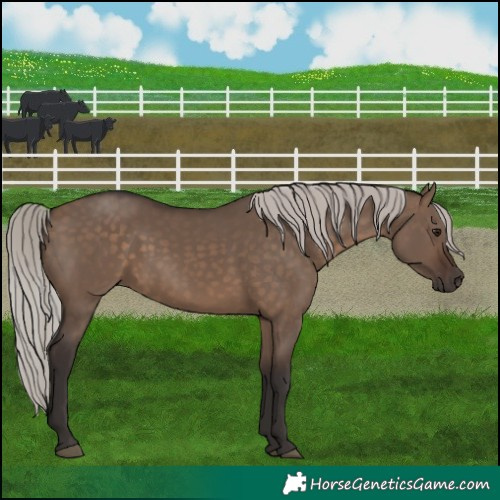 Horse Color:Silver Brown Dun 