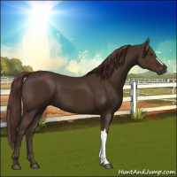 Horse Color:Liver Chestnut 
