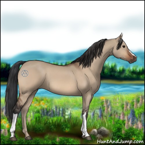 Horse Color:Bay Dun