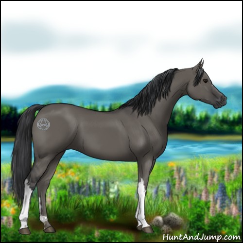 Horse Color:Grullo 