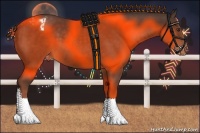 Horse Color:Painted Liver Chestnut Appaloosa 