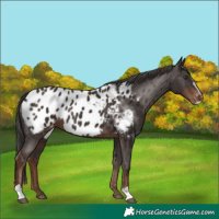 Horse Color:Liver Chestnut Sabino Near Leopard 