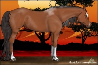 Horse Color:Bay Sabino Tobiano Rabicano