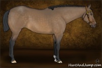 Horse Color:Bay Dun