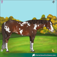 Horse Color:White Spotted Liver Chestnut Splash 
