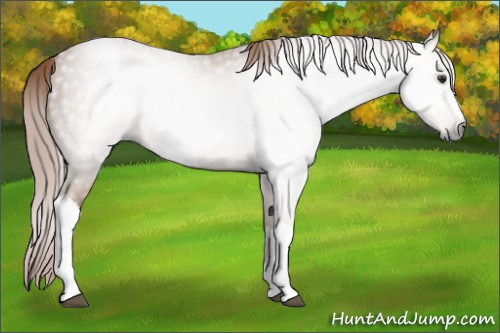 Horse Color:Gray Chestnut 