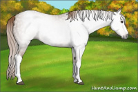 Horse Color:Gray Chestnut 