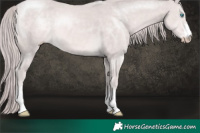 Horse Color:Platinum Chocolate Perlino