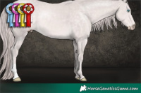 Horse Color:Platinum Chocolate Perlino 
