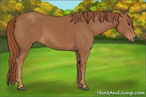 Horse Color:Chestnut 