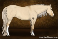 Horse Color:White Spotted Palomino Dun 