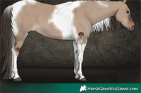Horse Color:Liver Red Dun Tobiano