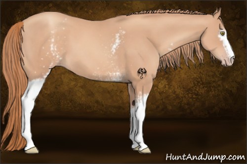 Horse Color:White Spotted Gold Champagne