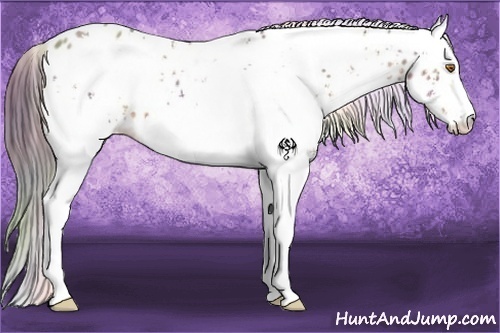 Horse Color:Nacre White Spotted Sable Champagne Appaloosa 