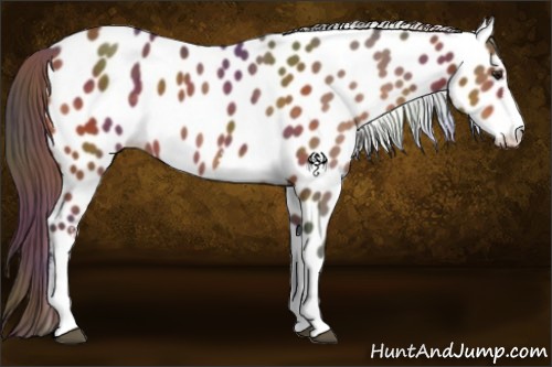 Horse Color:Nacre White Spotted Buckskin Appaloosa 