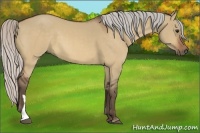 Horse Color:Silver Bay Dun 