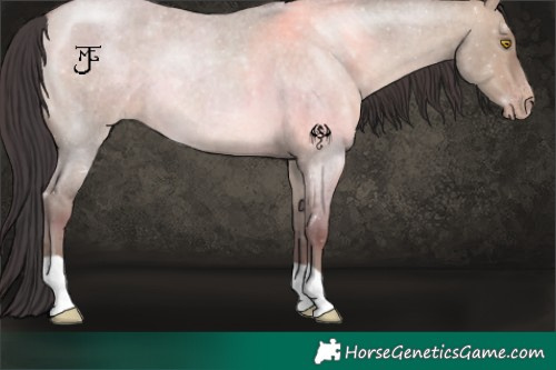 Horse Color:Sable Champagne Roan Dun 