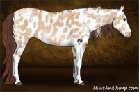 Horse Color:White Spotted Chocolate Brown Ice Dun Appaloosa