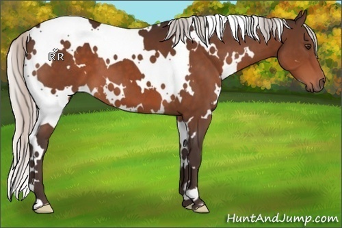 Horse Color:White Spotted Silver Brown