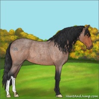 Horse Color:Bay Roan 